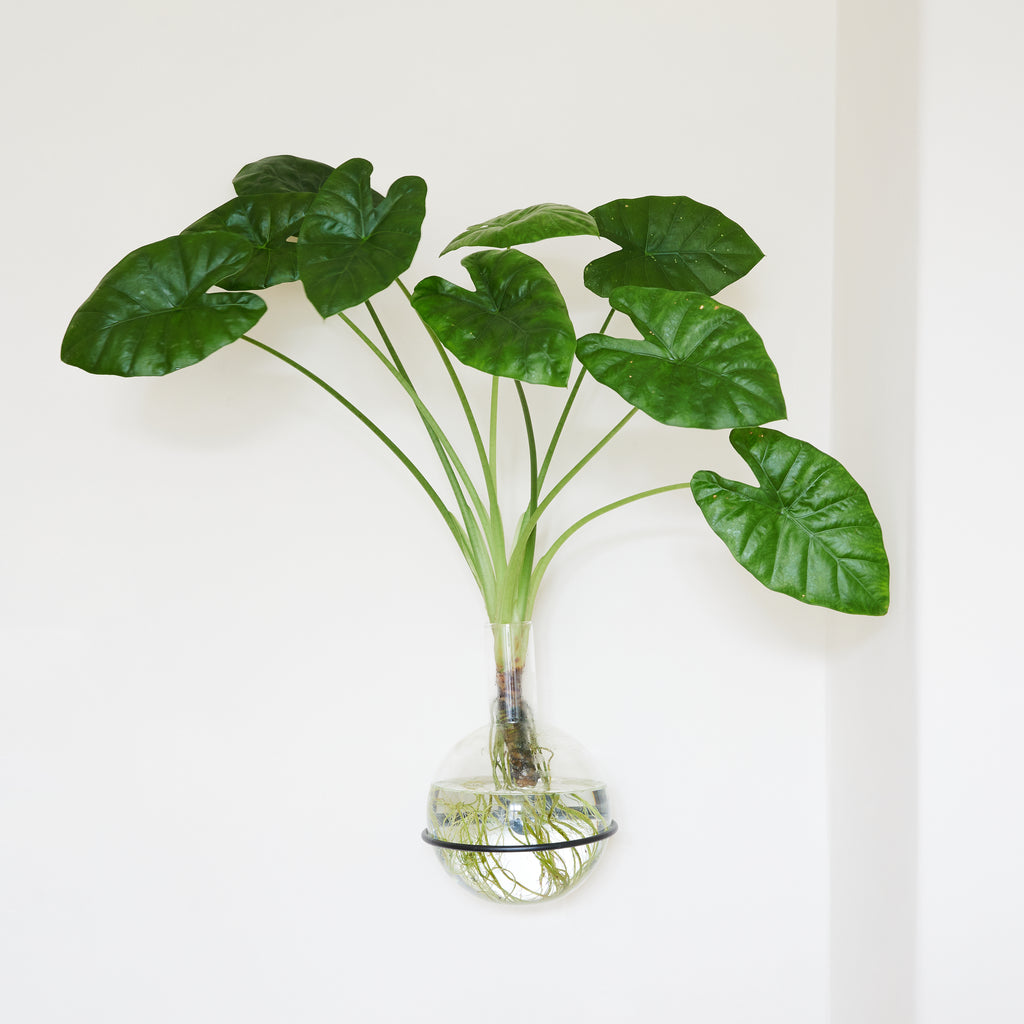 Plant Home Blumentopf aus Glas -  Größe M mit elegantem Dreifuß & Wandhalterung - außergewöhnlich für Pflanzen in Hydrokultur