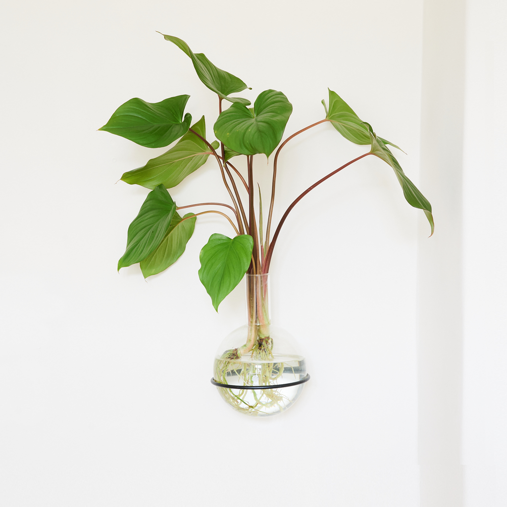 Plant Home Blumentopf aus Glas - Größe M mit eleganter Wandhalterung - außergewöhnlich für Pflanzen in Hydrokultur