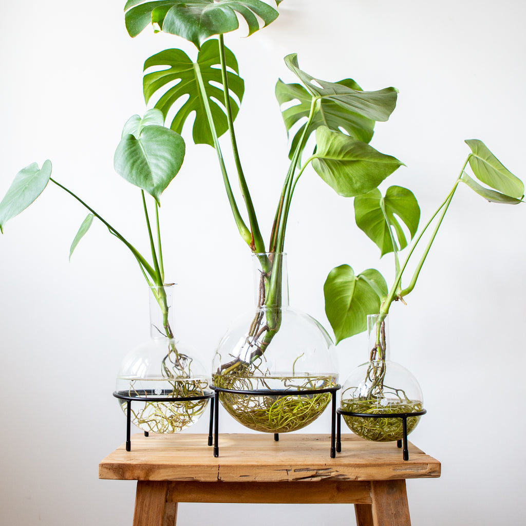 Plant Home Blumentopf Set aus Glas - Größe S, M und L - mit elegantem Dreifuß  - außergewöhnlich für Pflanzen in Hydrokultur