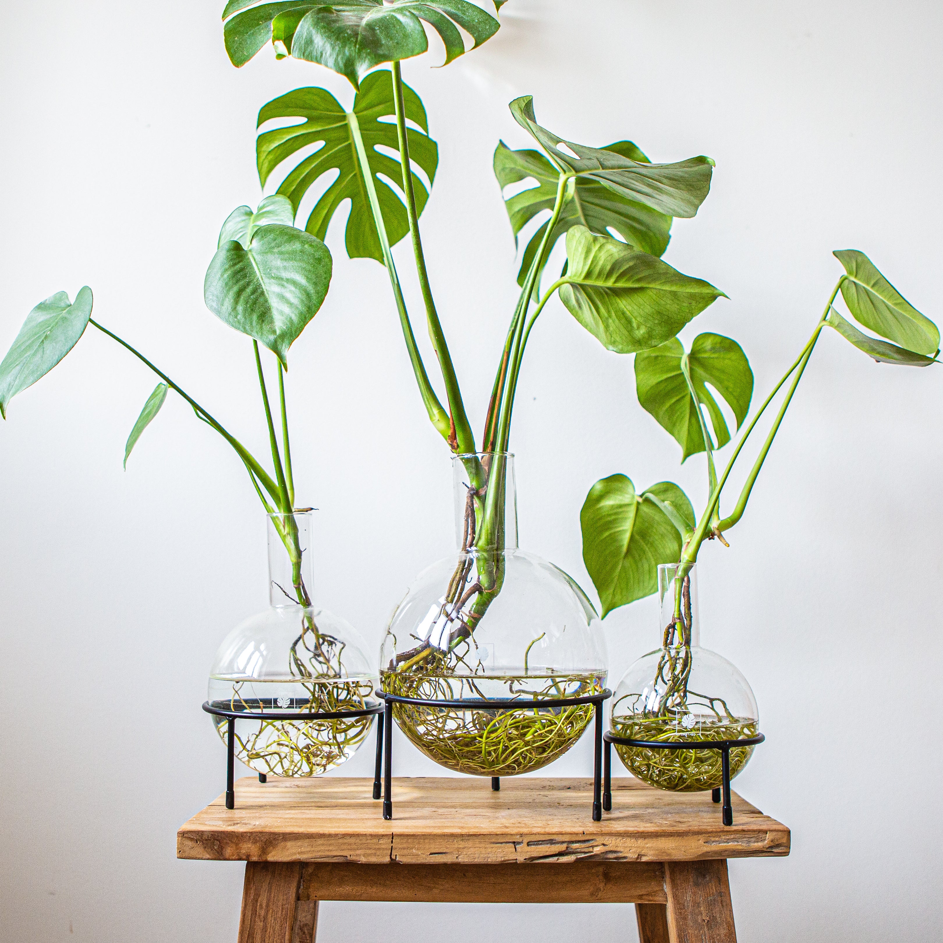 Plant Home Blumentopf Set aus Glas für Pflanzen in Hydrokultur