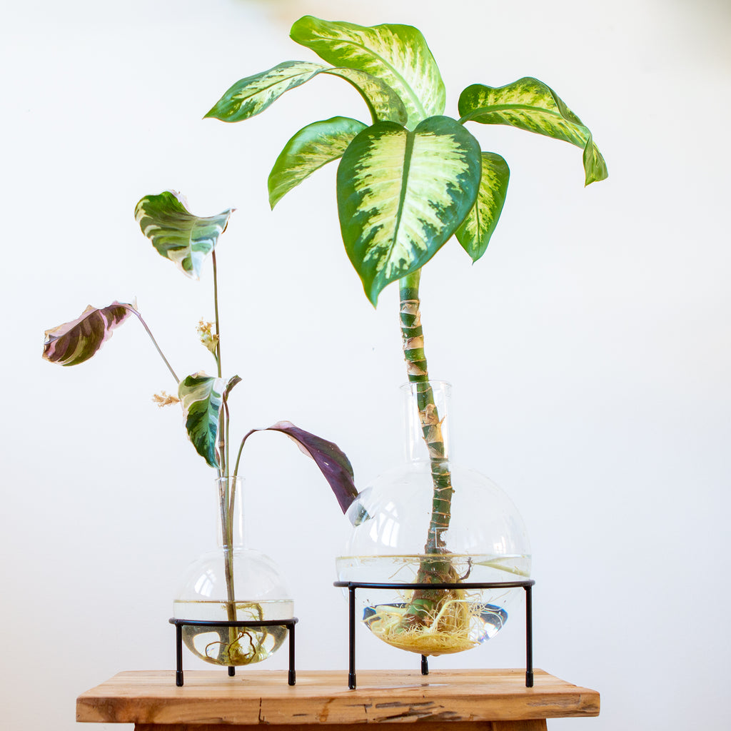 Plant Home Blumentopf aus Glas - Größe L mit elegantem Dreifuß - außergewöhnlich für Pflanzen in Hydrokultur