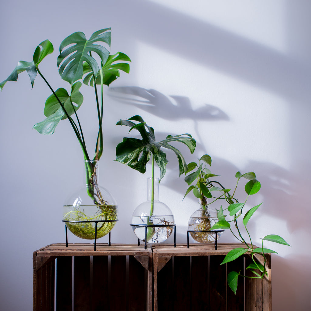 Plant Home Blumentopf Set aus Glas - Größe S, M und L - mit elegantem Dreifuß  - außergewöhnlich für Pflanzen in Hydrokultur