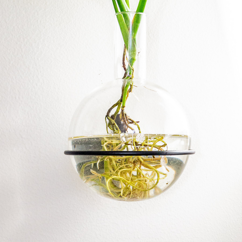 Plant Home Blumentopf aus Glas - Größe M mit eleganter Wandhalterung - außergewöhnlich für Pflanzen in Hydrokultur