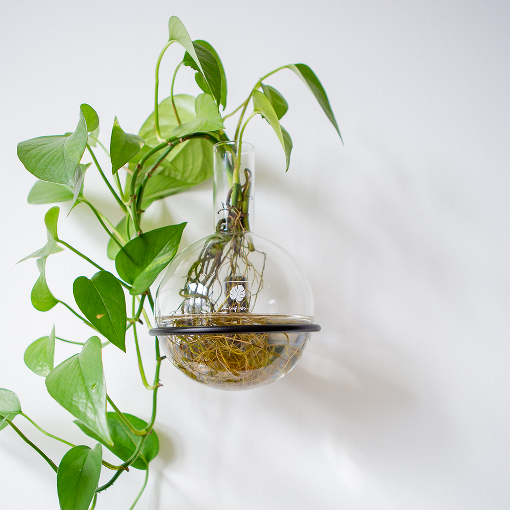 Plant Home Blumentopf aus Glas - Größe S mit eleganter Wandhalterung - außergewöhnlich für Pflanzen in Hydrokultur